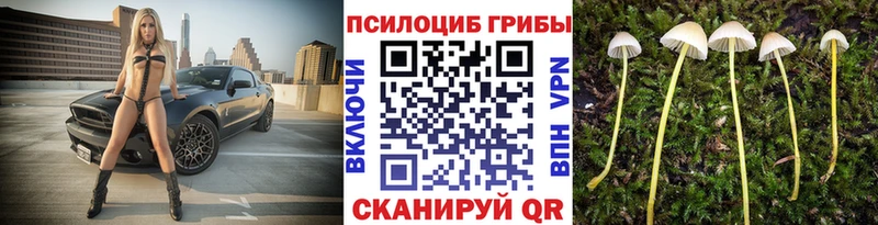 Купить  Чистополь  Псилоцибиновые грибы Psilocybine cubensis 